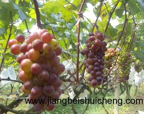 【走遍中國(guó)•景點(diǎn)篇】新疆•葡萄王樹 【走遍中國(guó)•景點(diǎn)篇】新疆•葡萄王樹